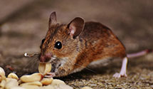 24 Hour & Emergency Exterminators in Painesville, OH